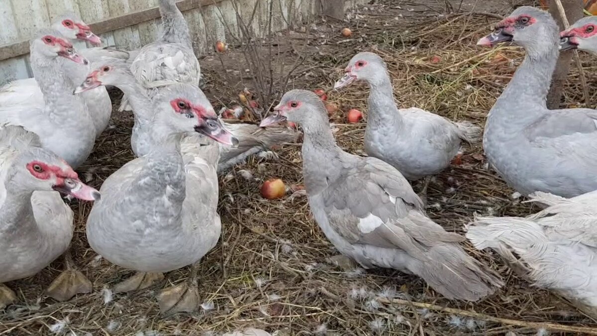 Лавандовый окрас