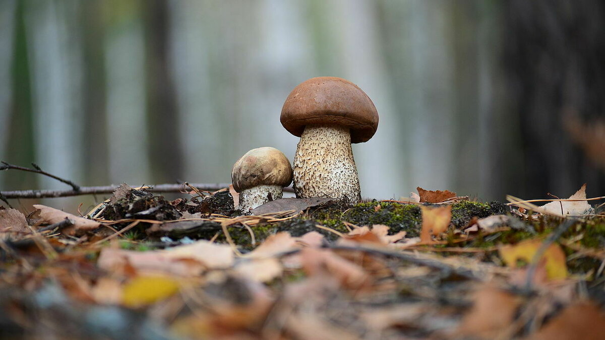     Уничтожение или повреждение, незаконная добыча, сбор, оборот и контрабанда особо ценных растений и грибов, занесенных в Красную книгу, ведет к уголовной ответственности, сообщил RostovGazeta юрист Антон Габович.