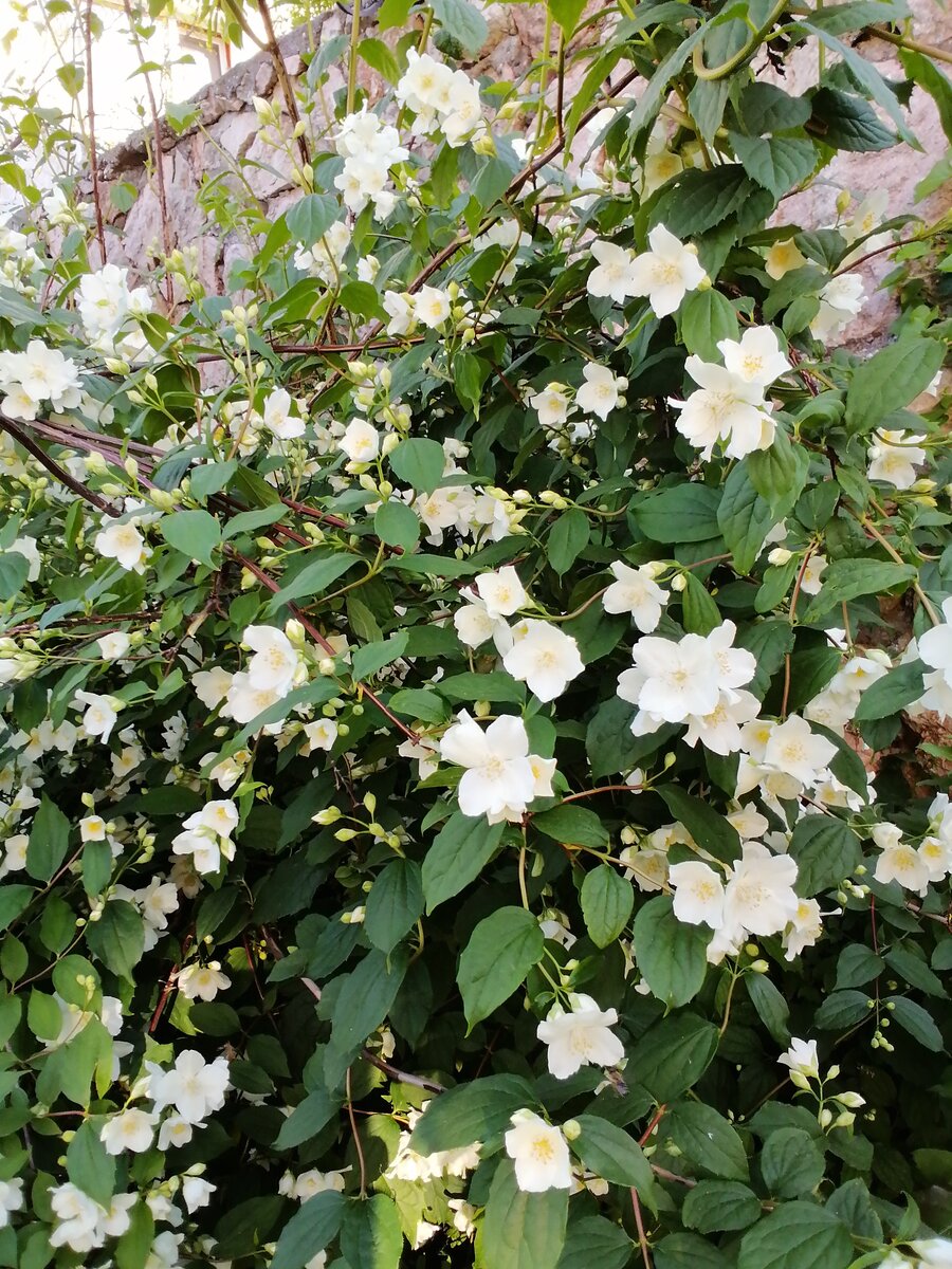Жасмин радует не только обильным цветением, но и запахом, который разливается по всему участку.