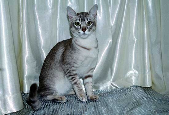 Мммрррр..... привет я - Азиатская короткошерстная кошка - вот все, что вам  надо про меня знать!!! | Новости о животных | Дзен