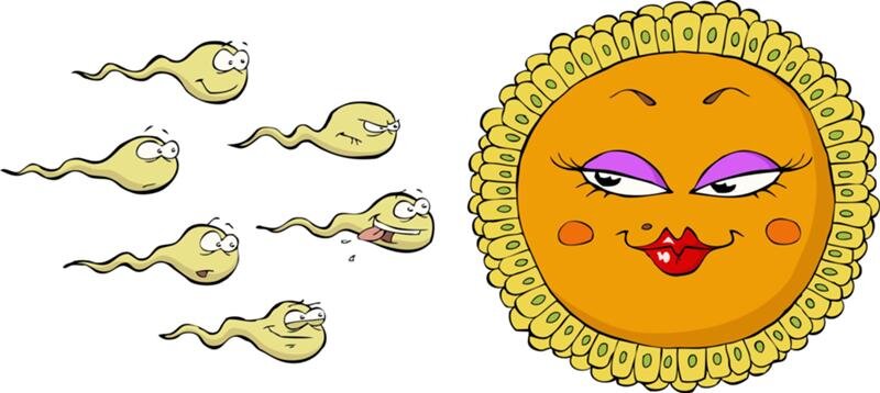Сколько живут сперматозоиды в половых путях » EVA Blog