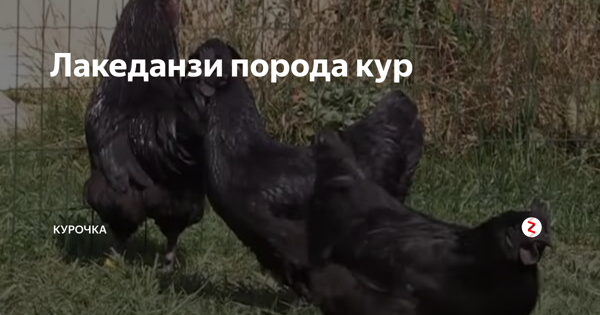 Куры лакендази фото и описание