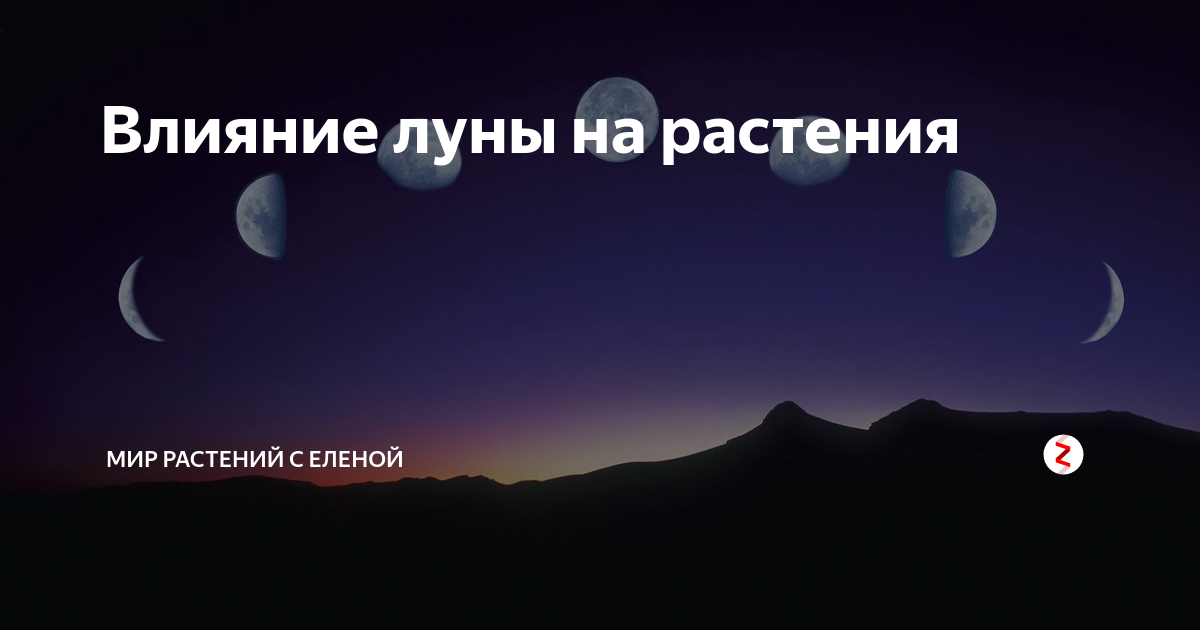 новолуние и полнолуние влияние на человека. фазы луны и растения. влияние луны на рост растений. влияние лунных фаз на рост растений. влияние луны на человека.