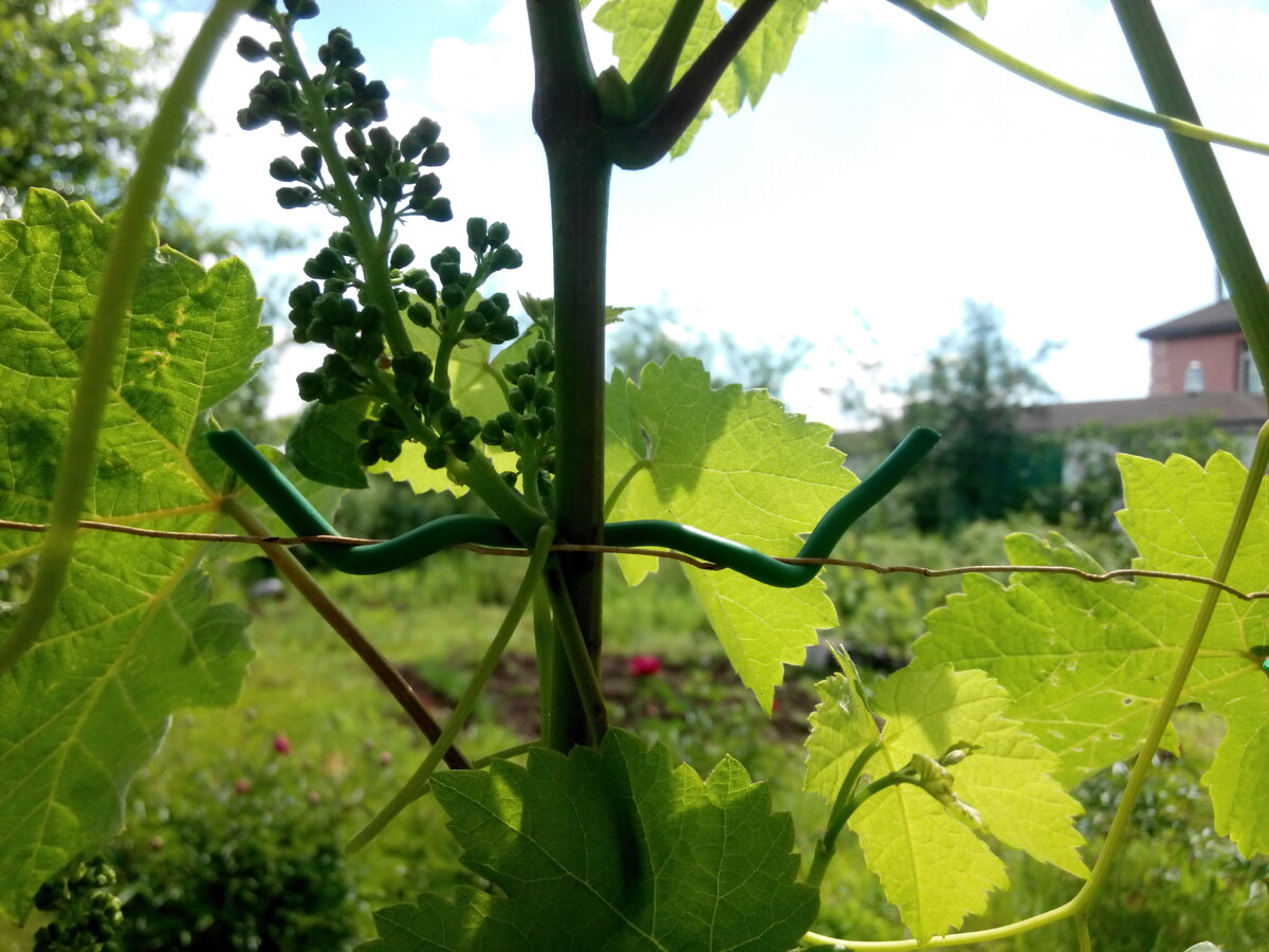 Этот виноград украшает беседку. Но и здесь можно формировать рост побегов на свое усмотрение.