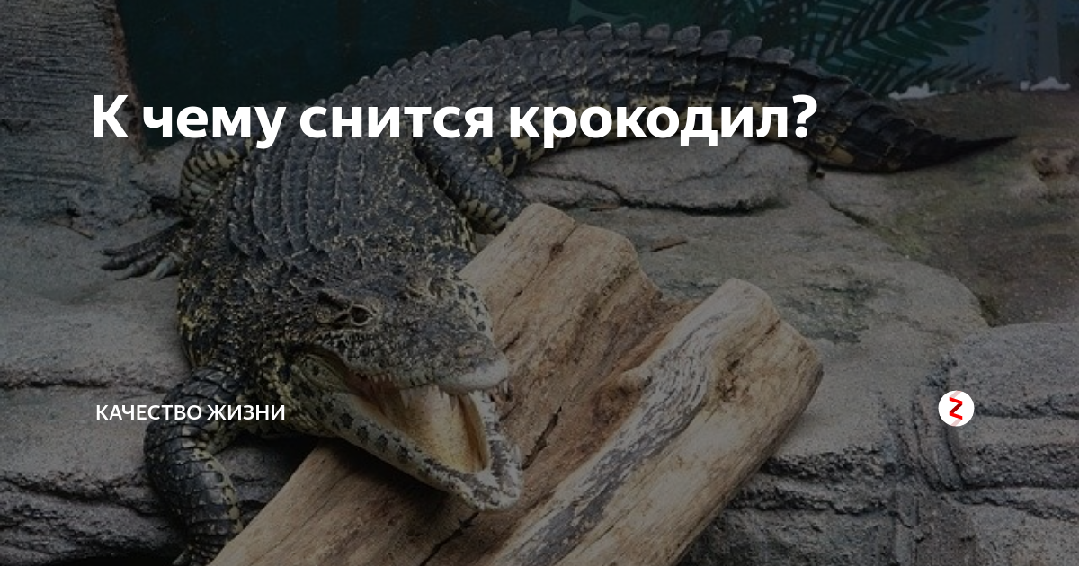 К чему снится крокодил во сне. Приснился крокодил к чему. Во сне приснились крокодилы.