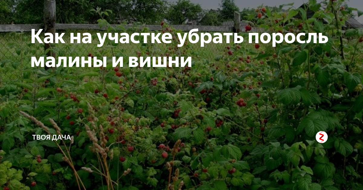 Поросли малины. Поросль малины как избавиться. Как вывести малину с огорода. Как избавиться от поросли малины на участке. Как убрать поросль малины