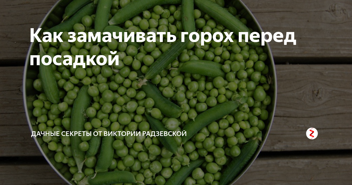 Сколько замачивать горох перед супом. Замочить горох перед посадкой. Как замочить горох для посадки. Горох перед посадкой надо замачивать. Замачивания гороха для посадки.
