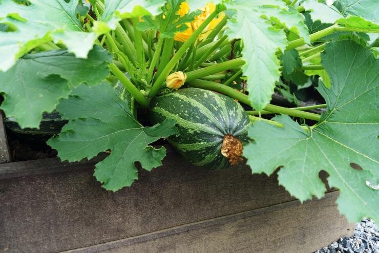 кабачки в открытый грунт. кабачки на грядке. высаживать рассаду кабачков. рассада цукини. когда открывать кабачки.