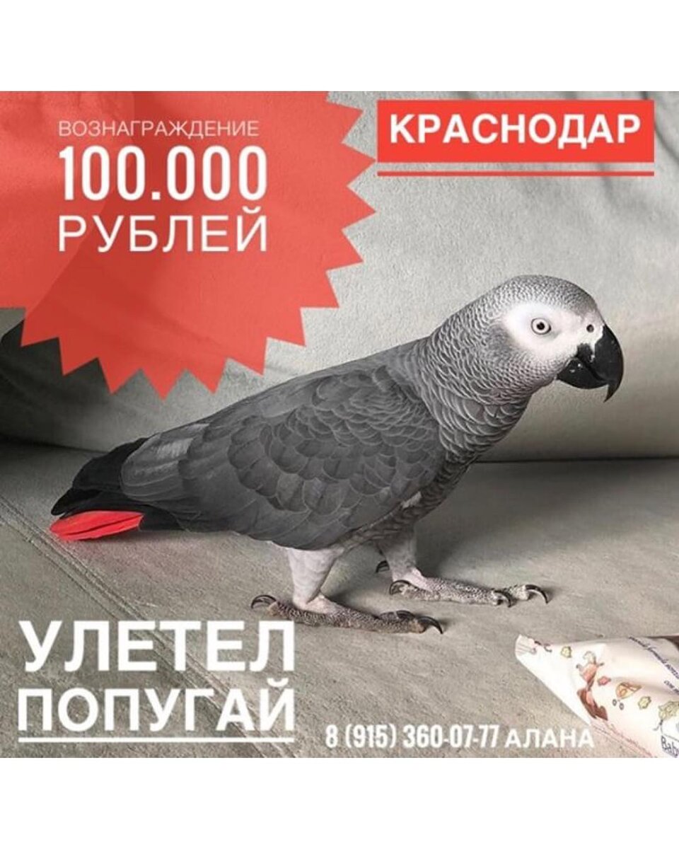 Сколько стоят рублей попугаи. Попугай за 100 рублей. Попугай за 100 тысяч. Попугай за 200 тысяч рублей. Попугай Мамаевой.