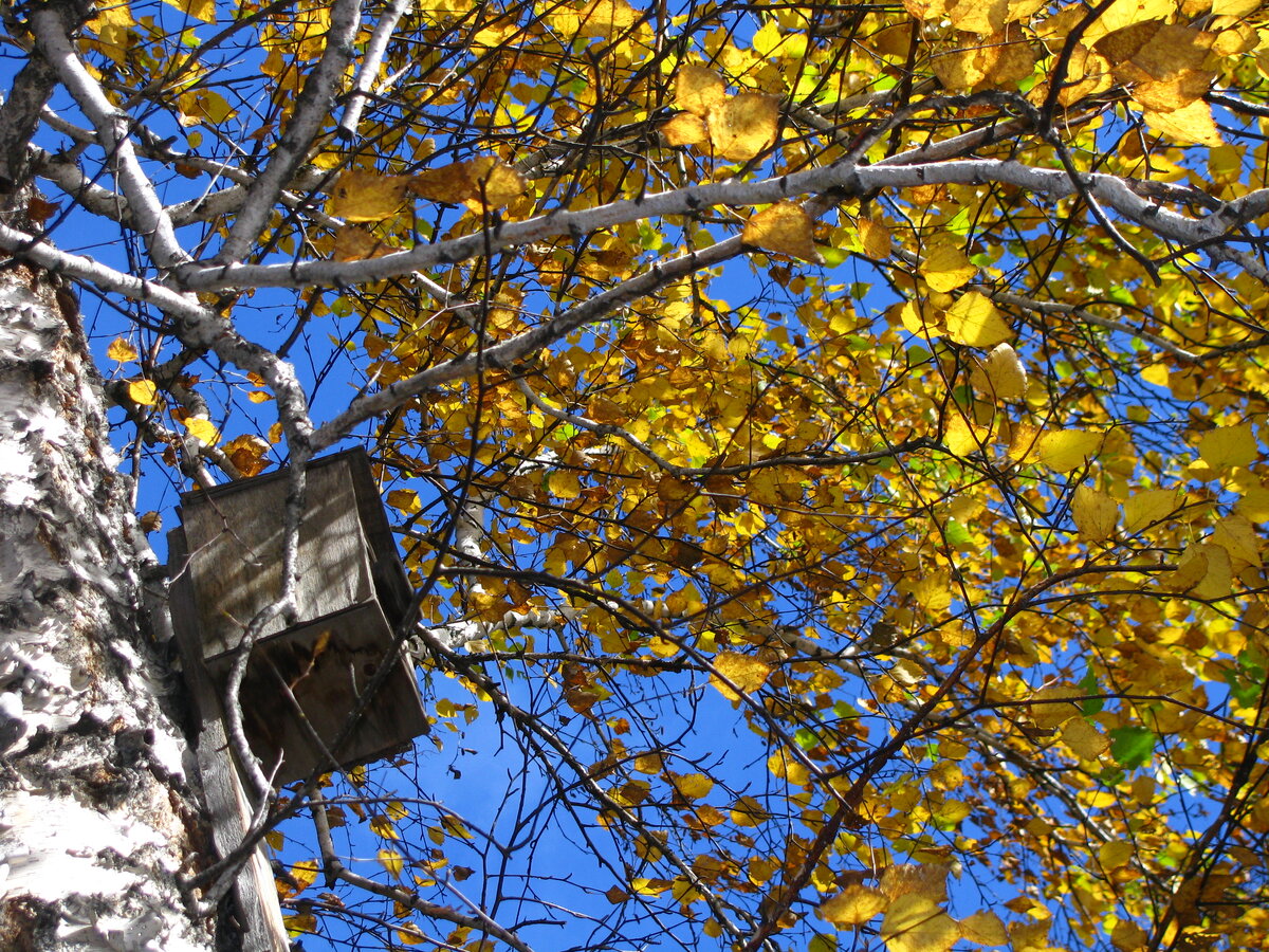 Скворечник