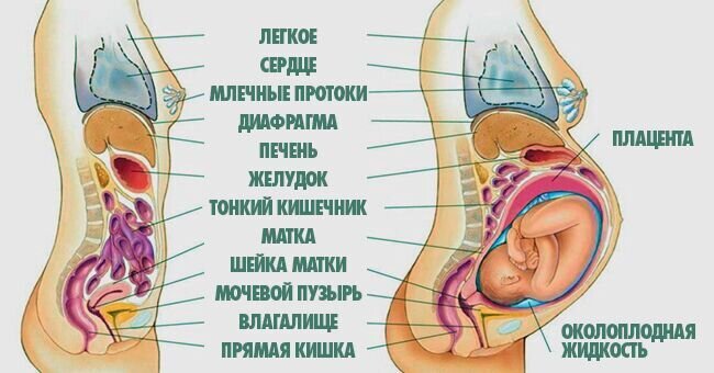 МЕХАНИЗМЫ ЗАЩИТЫ ПОЛОВОЙ СИСТЕМЫ