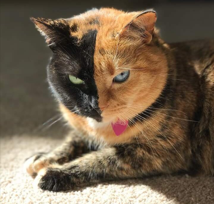 Фотография с сайта : m.facebook.com/VenusTheAmazingChimeraCat