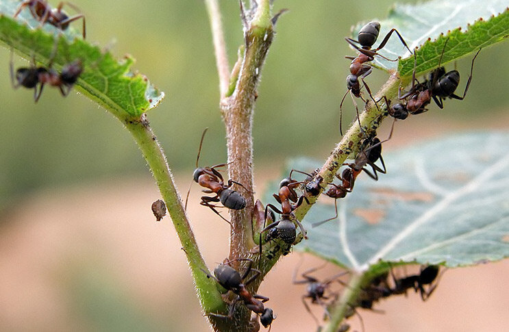 Как избавиться от рыжих мелких домашних муравьев в квартире, на кухне, раз и навсегда!