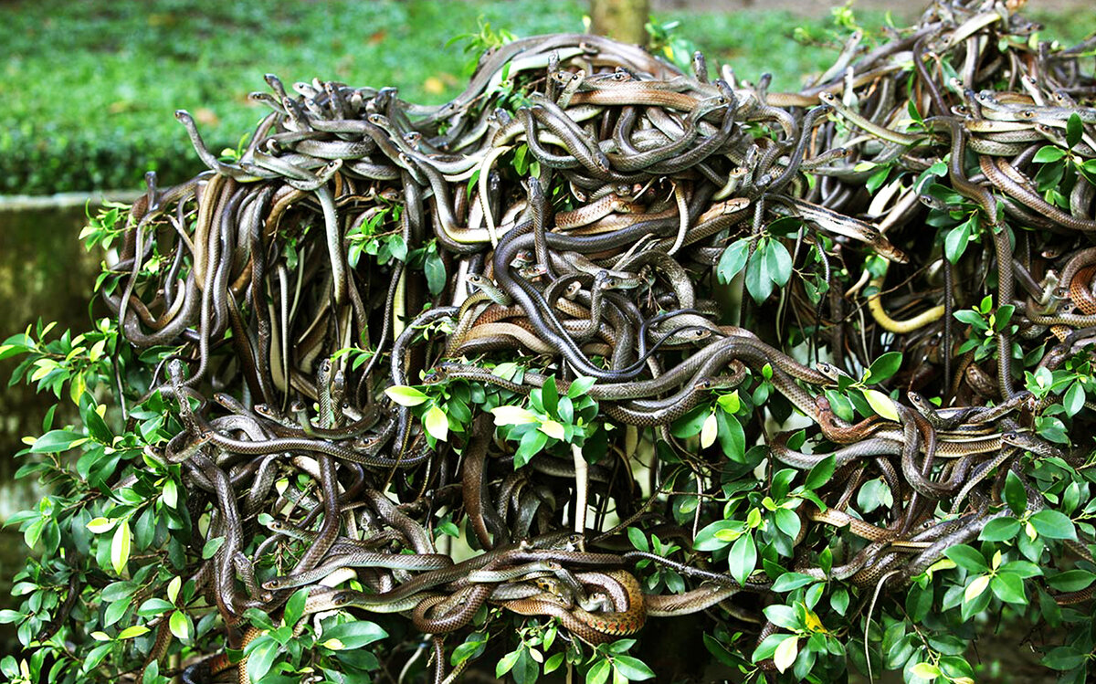 Плотность "населения" на острове - 1 змея на 1 кв. метр. Фото ru.media 