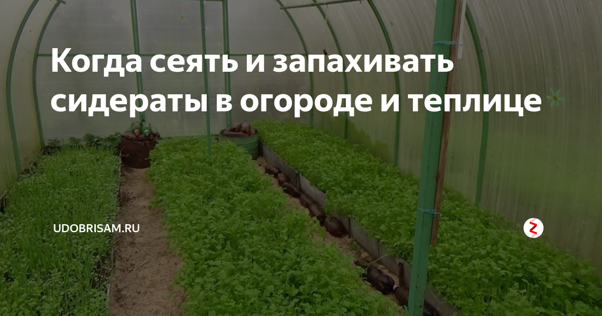 Что такое сидераты и для чего они нужны на огороде фото и названия