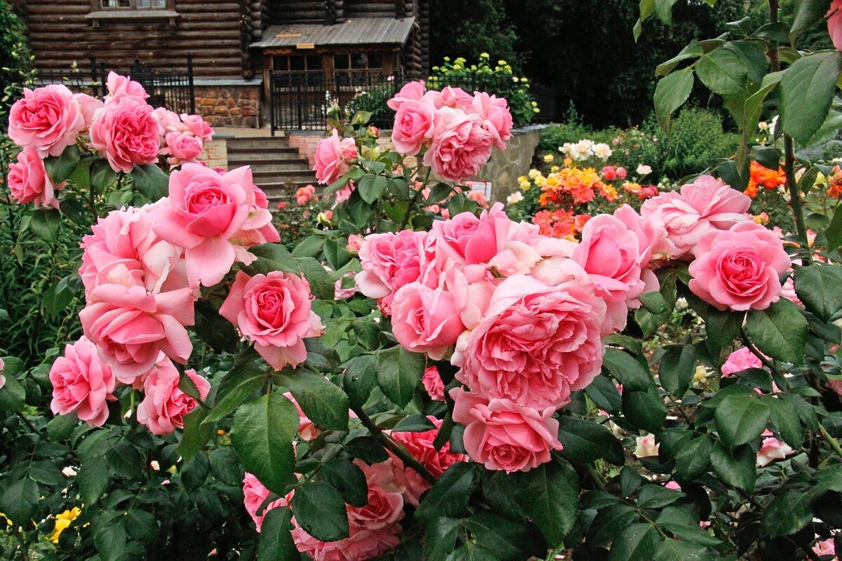Как удлинить период цветения роз: секреты и советы для цветущего сада