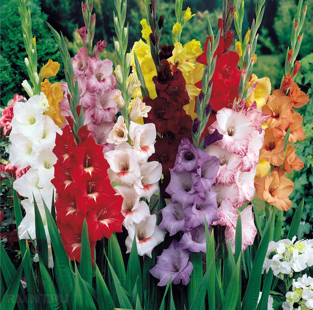 Гладиолусы — правила выращивания короля цветов | Строительный портал  RMNT.RU | Дзен