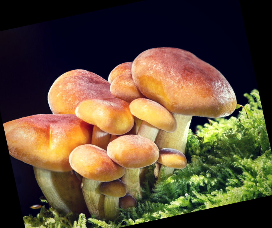 Грибы полезные свойства и противопоказания отзывы. Полезные грибы. Вкусные грибы. Самые вкусные грибы. Самые полезные грибы.