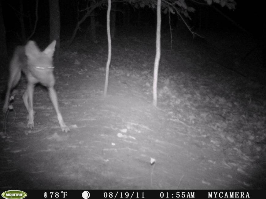 В июле 2004 года на ранчо возле города Сан-Антонио, штат Техас, было убито животное, похожее на собаку, но без шерсти. Оно нападало на скот. Фото взято с сайта http://www.theoccultmuseum.com