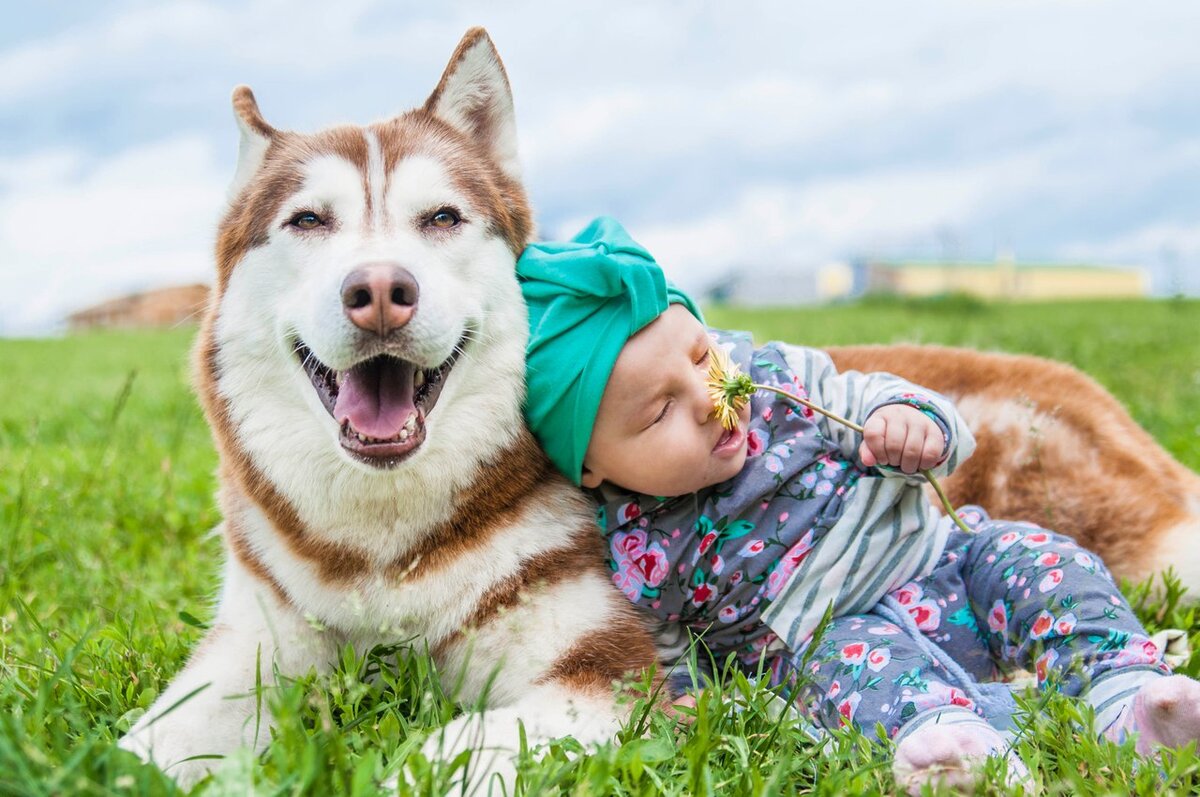 Dogs us. Маламут канистерапия. Большой хаски. Маламут малыш. Ребенок с маламутом.