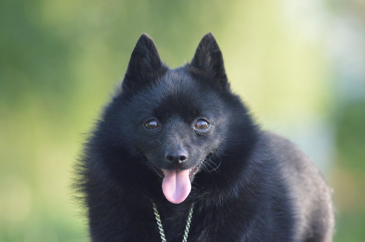 шипперке европейского типа