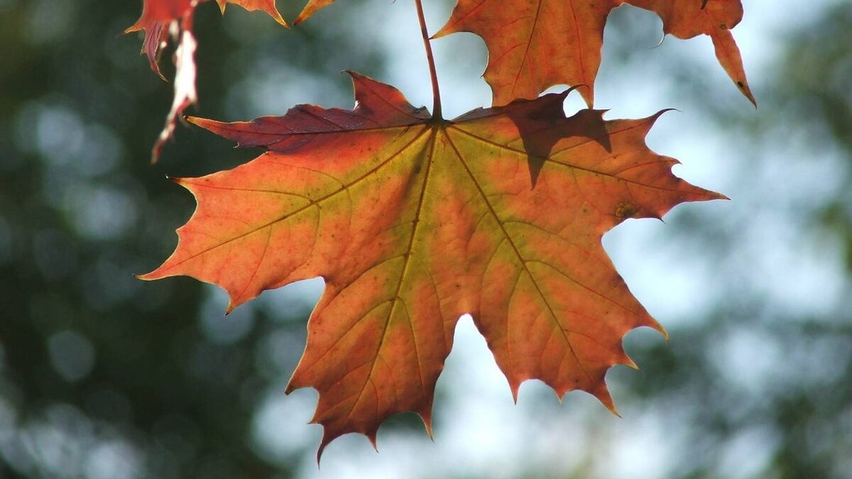Листья кленов похожие на лапы резко. Листья похожие на кленовые. Клён сентябрь-октябрь.