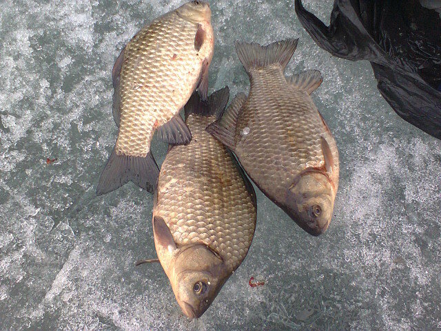                                    караси на льду..