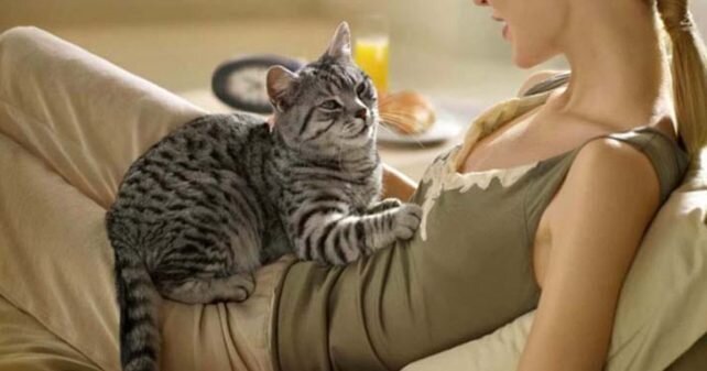 Интересный факт: Почему кошки топчутся лапками? | APochemu.ru | Дзен