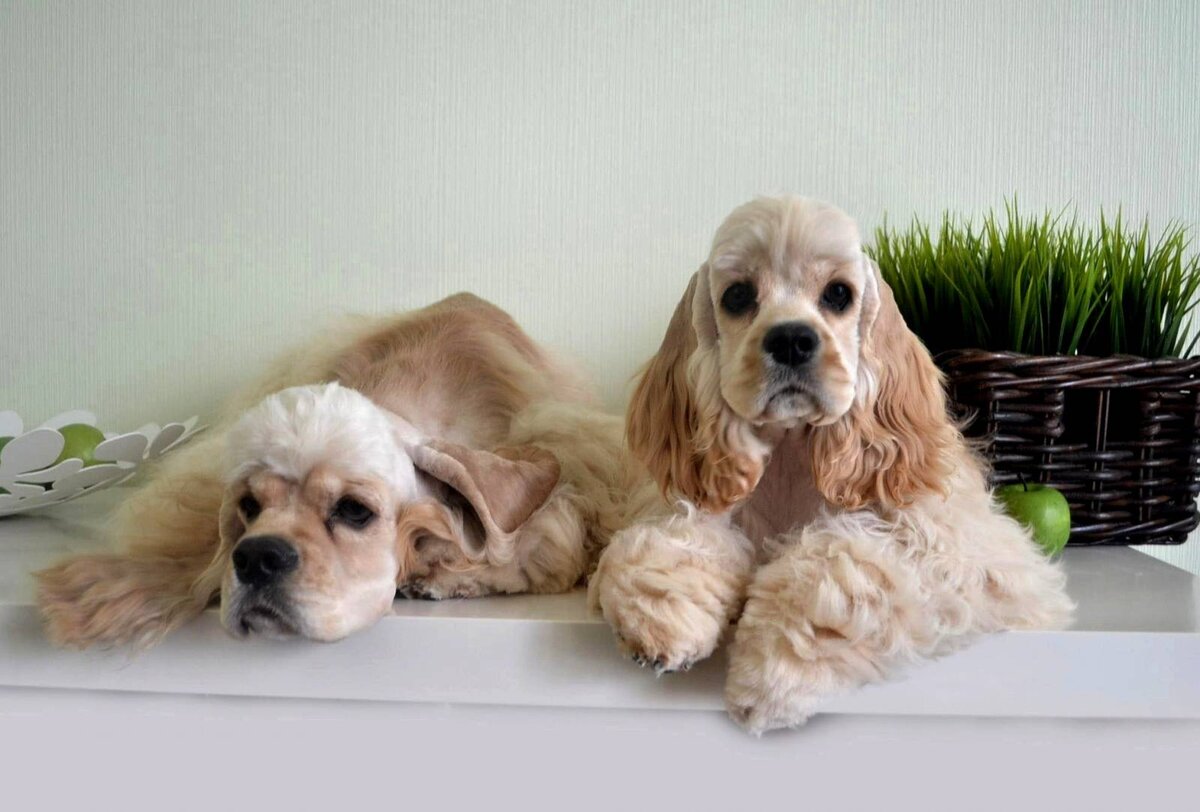 кокер-спаниель. американский кокер спа. кокель спаниель американский. золотистый кокер спаниель. кокер спаниель рыжий.