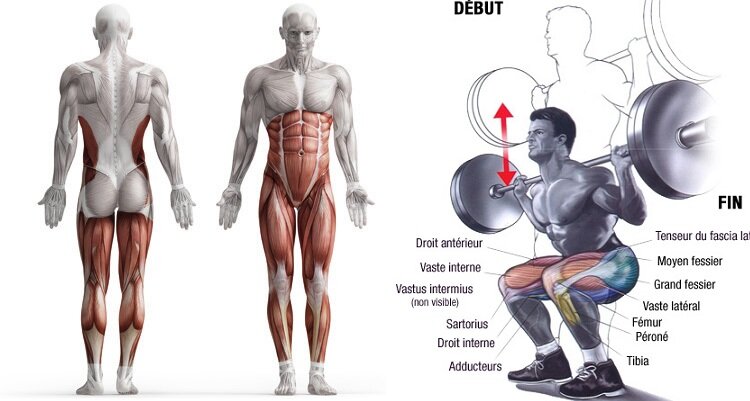 Какие мышцы качаются при беге. Бег группы мышц. Мышцы задействованные при беге. Бег какие мышцы работают.