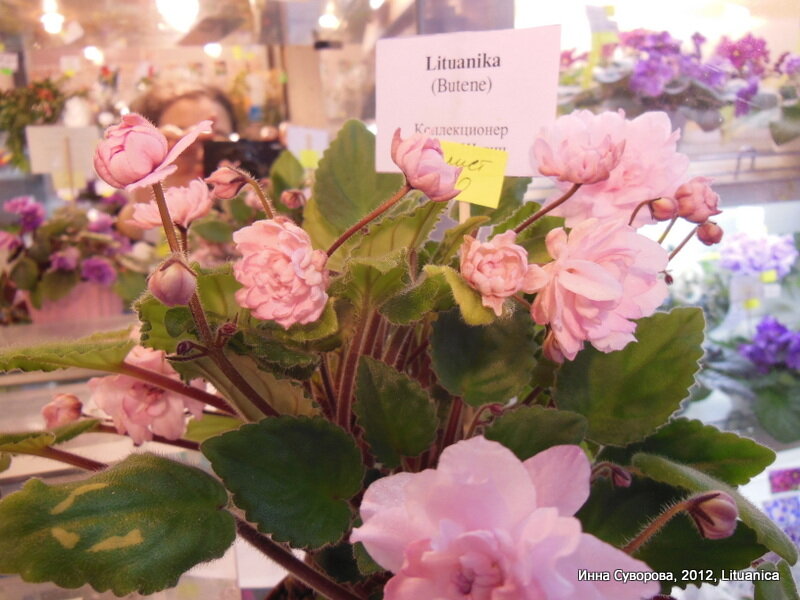 Lituanica, растение с выставки в Доме Фиалки на Пятницкой, 2012 год