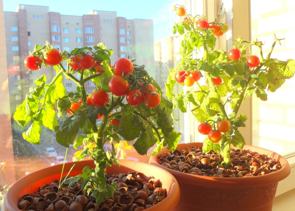 Завораживающий сорт томата «Рапунцель»: описание и фото, особенности выращивания