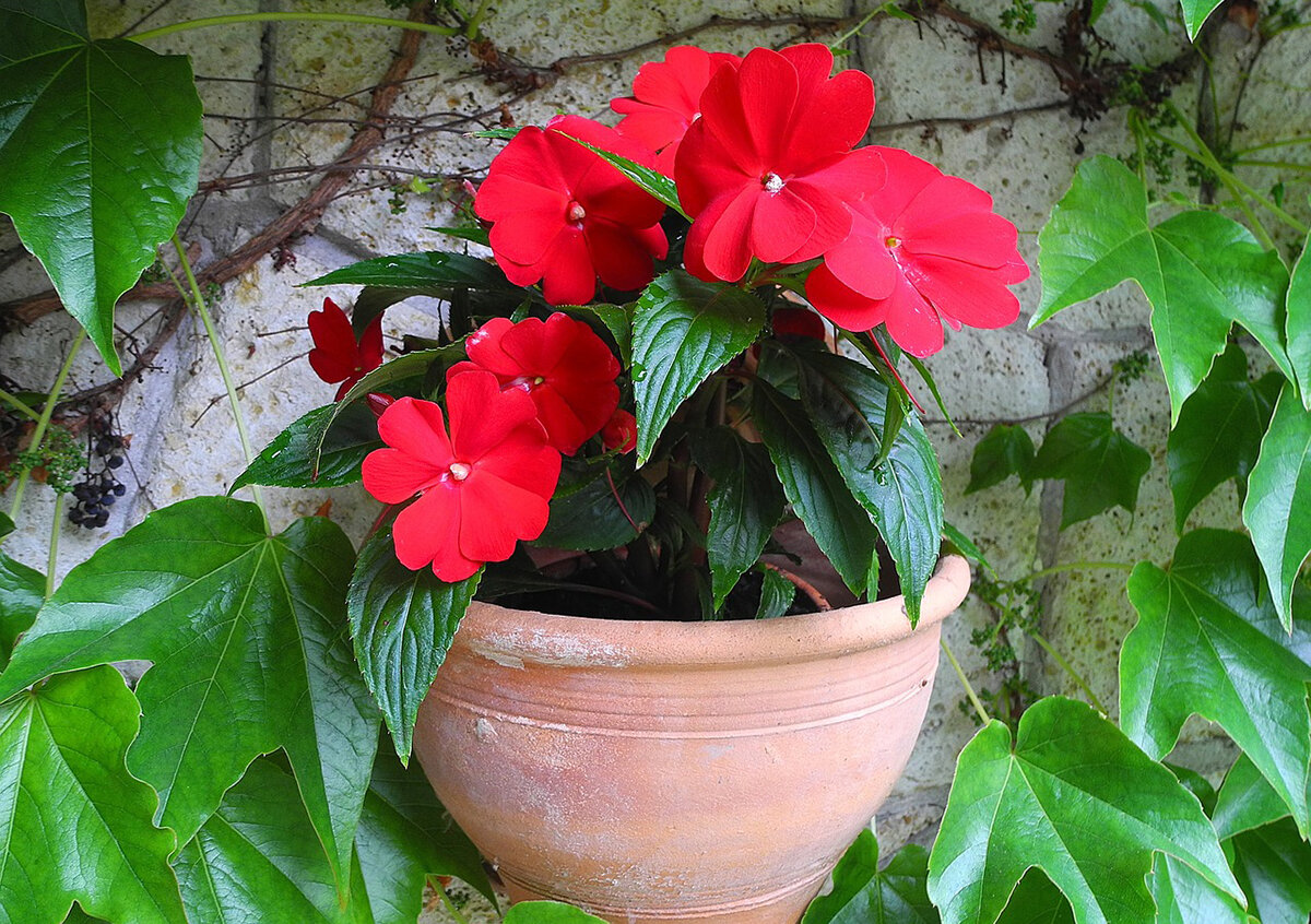 Фото с сайта pixabay.com