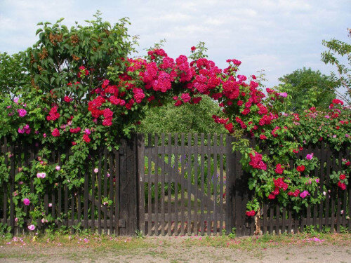 Плетистые розы, посадка и уход. 22 фото. Красивые интерьеры и дизайн