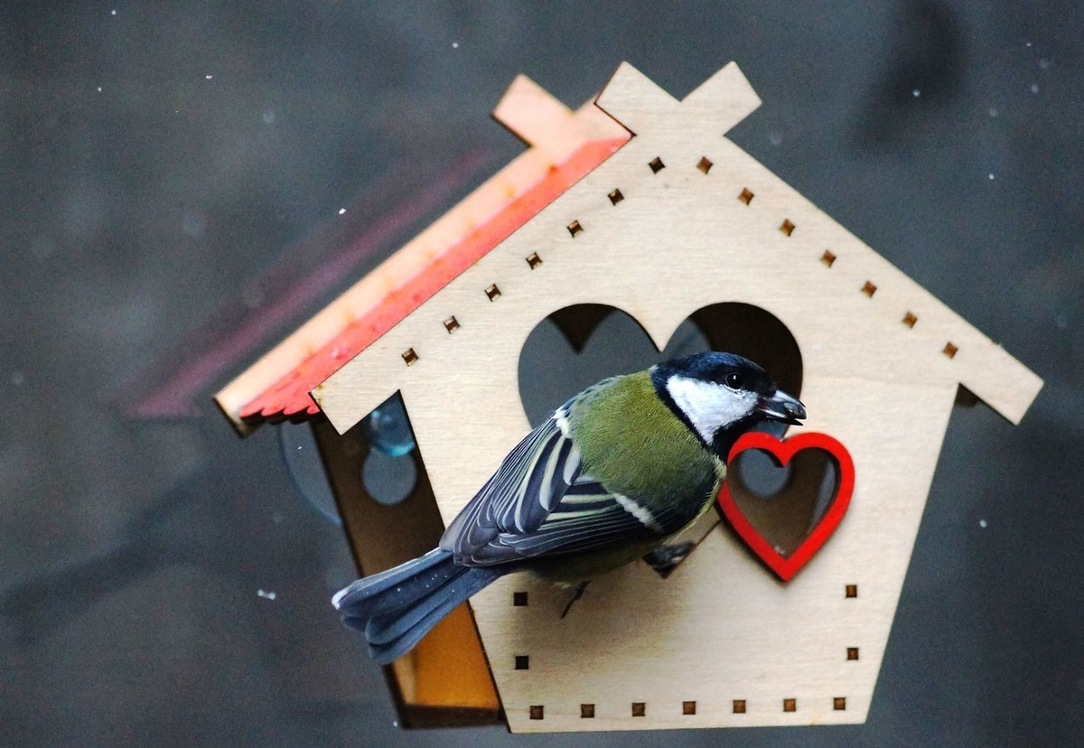 Публикация «Как можно украсить кормушку для птиц» размещена в разделах