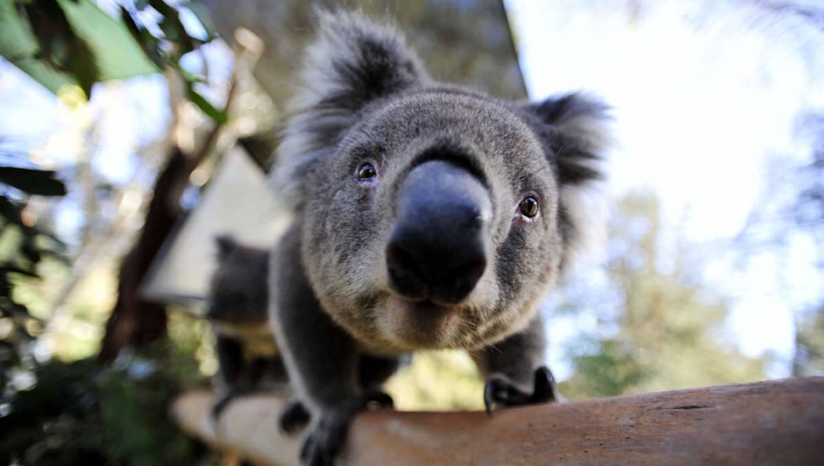 Смешная коала фото