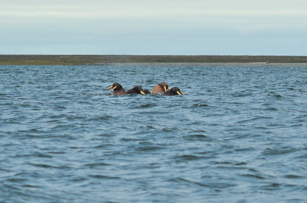 У острова Долгий
