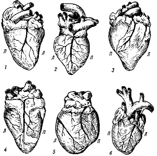 Сердце 1 – крупного рогатого скота, 2 – лошади, 3 – свиньи, 4 – овцы, 5 – собаки, 6 – кролика