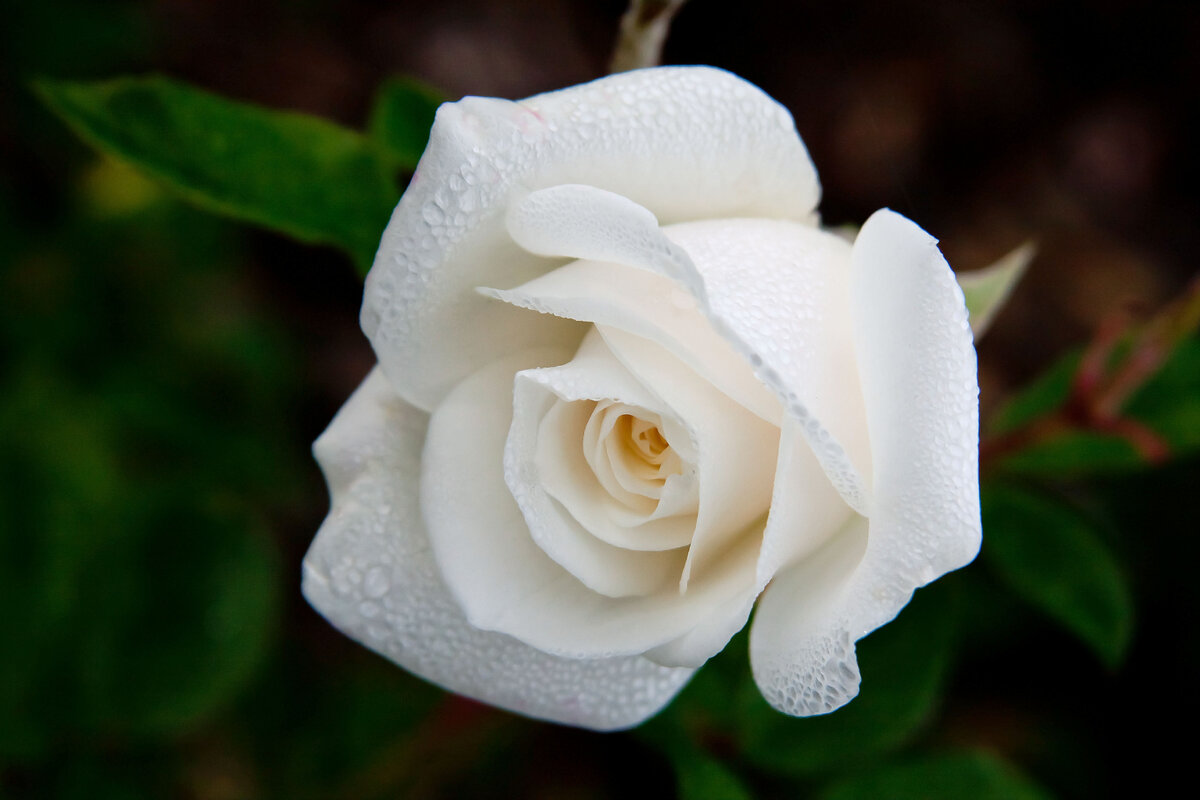 В этой статье хочу рассказать вам, что означает цвет розы, что он символизирует и сколько роз стоит дарить на те или иные события. 1. И первой в этом списке будет, конечно же, белая роза.-2