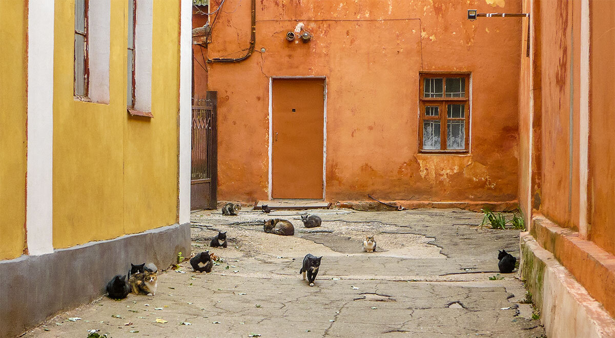 Кошки, кошки, кошки и... пёс. Феодосия. Дворик галереи Айвазовского. 