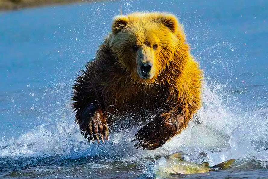Медведь бежит. Бурый медведь бежит. Медведь убегает. Медведь бежит по воде.