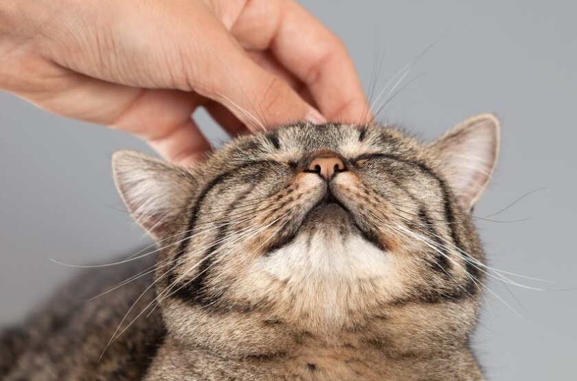 фото от Shutterstock