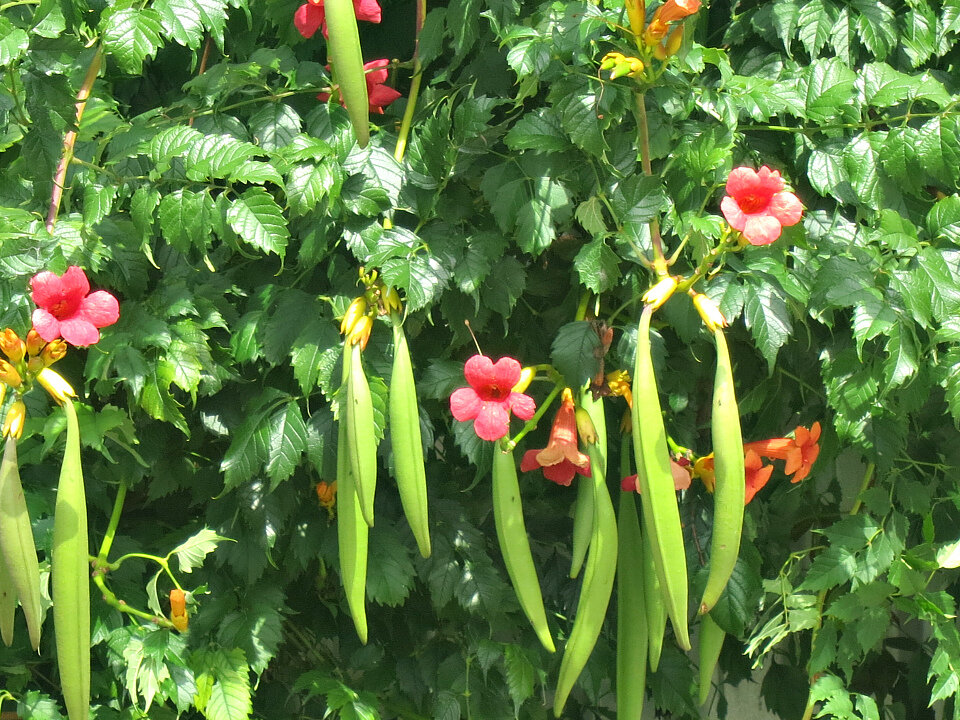 В стручках вызревают семена кампсиса. Длина стручка до 10 см