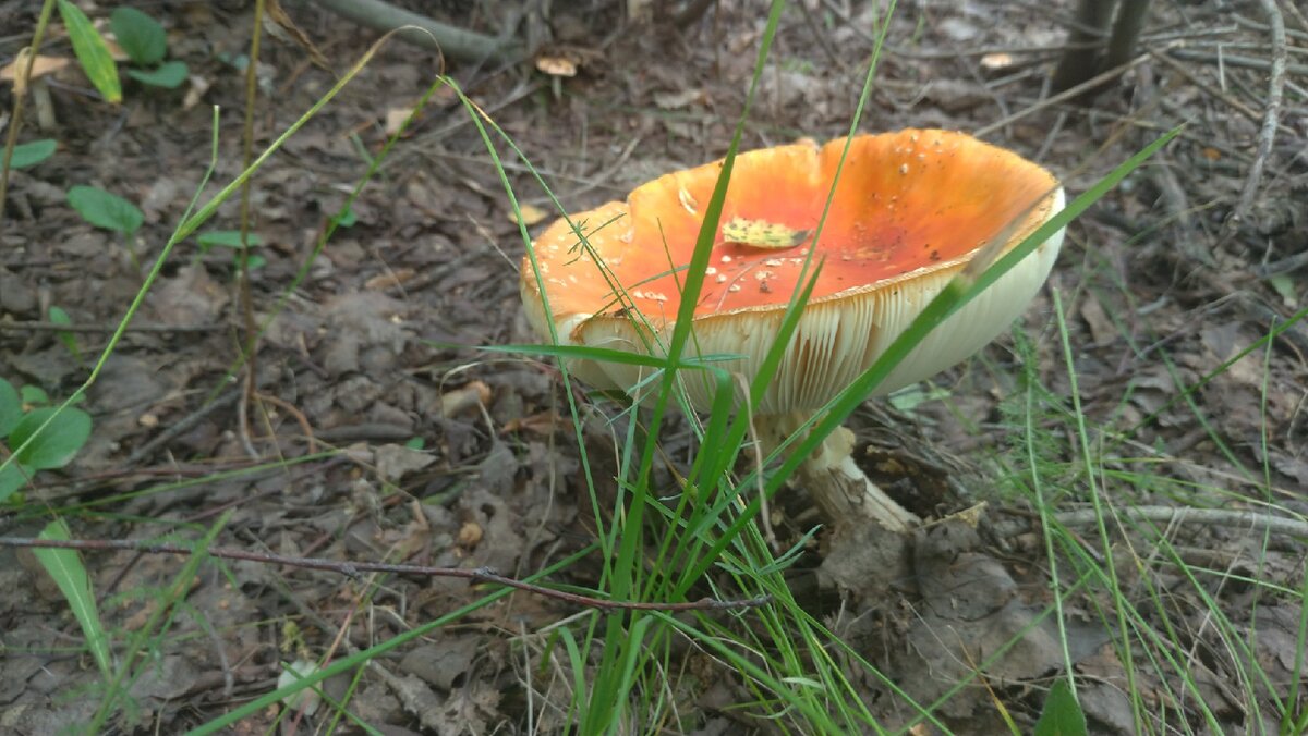 7 сентября по народным приметам - последний день сбора грибов, которые можно использовать для засолки.