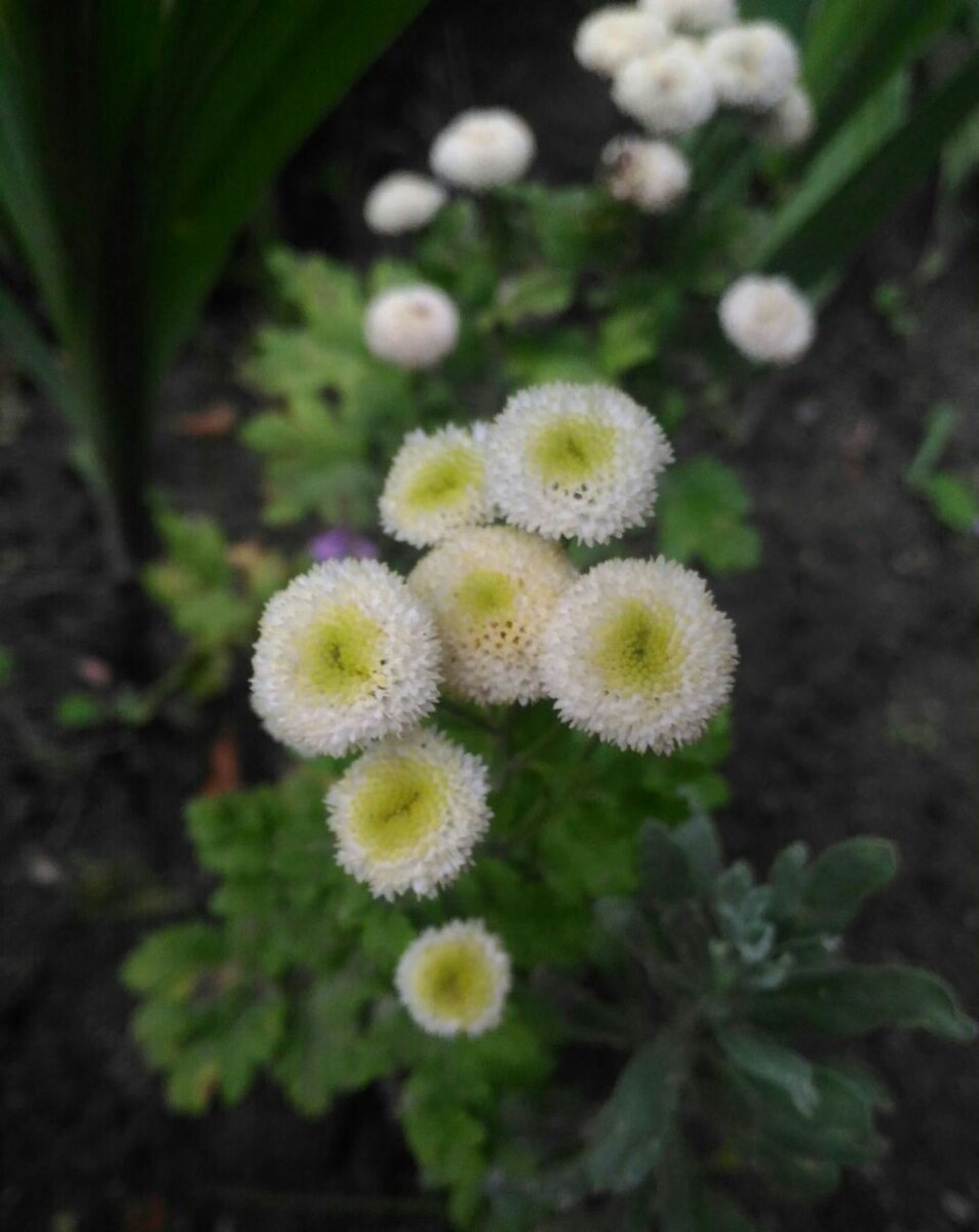 Пиретрум девичий 