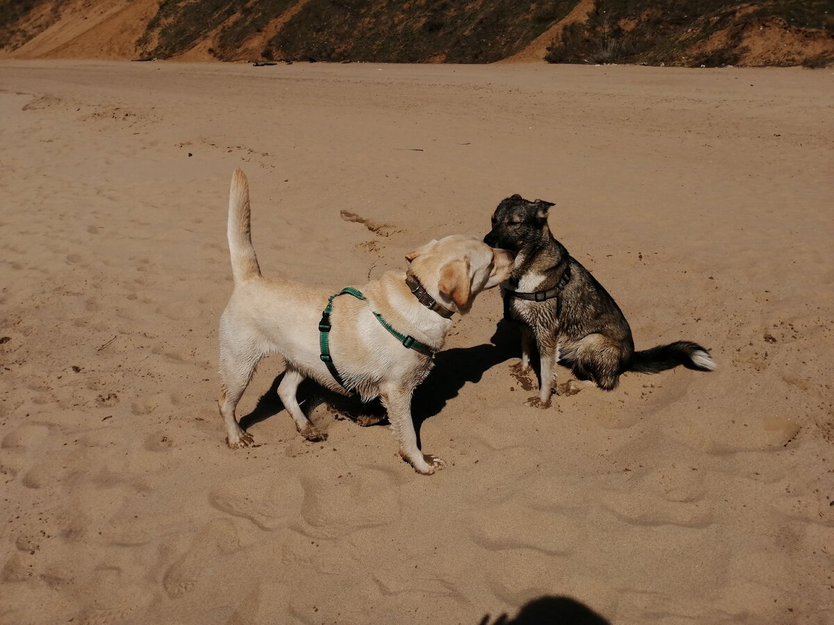 на берегу ВОЛГИ с Люксиком.