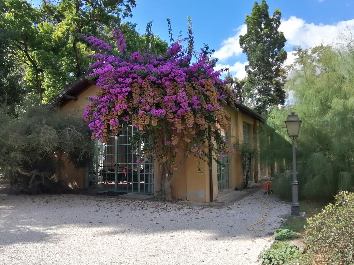 Старая оранжерея,теперь - зал для концертов и встреч.Очень уютное здание, с лианами между витражных окон.