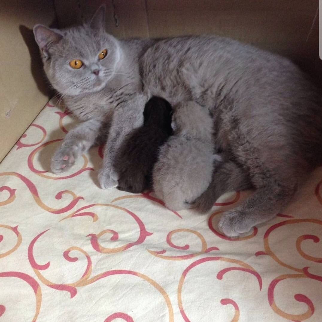 Алиса и её котята. Котятам всего пару дней