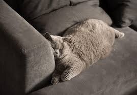 Фото взято из интернета.