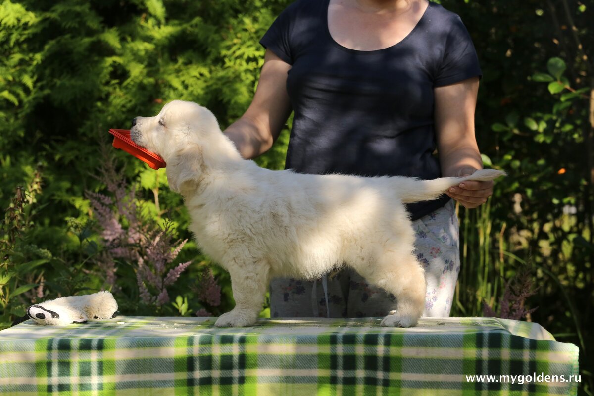 Щенок золотистого ретривера в возрасте 45 дней.